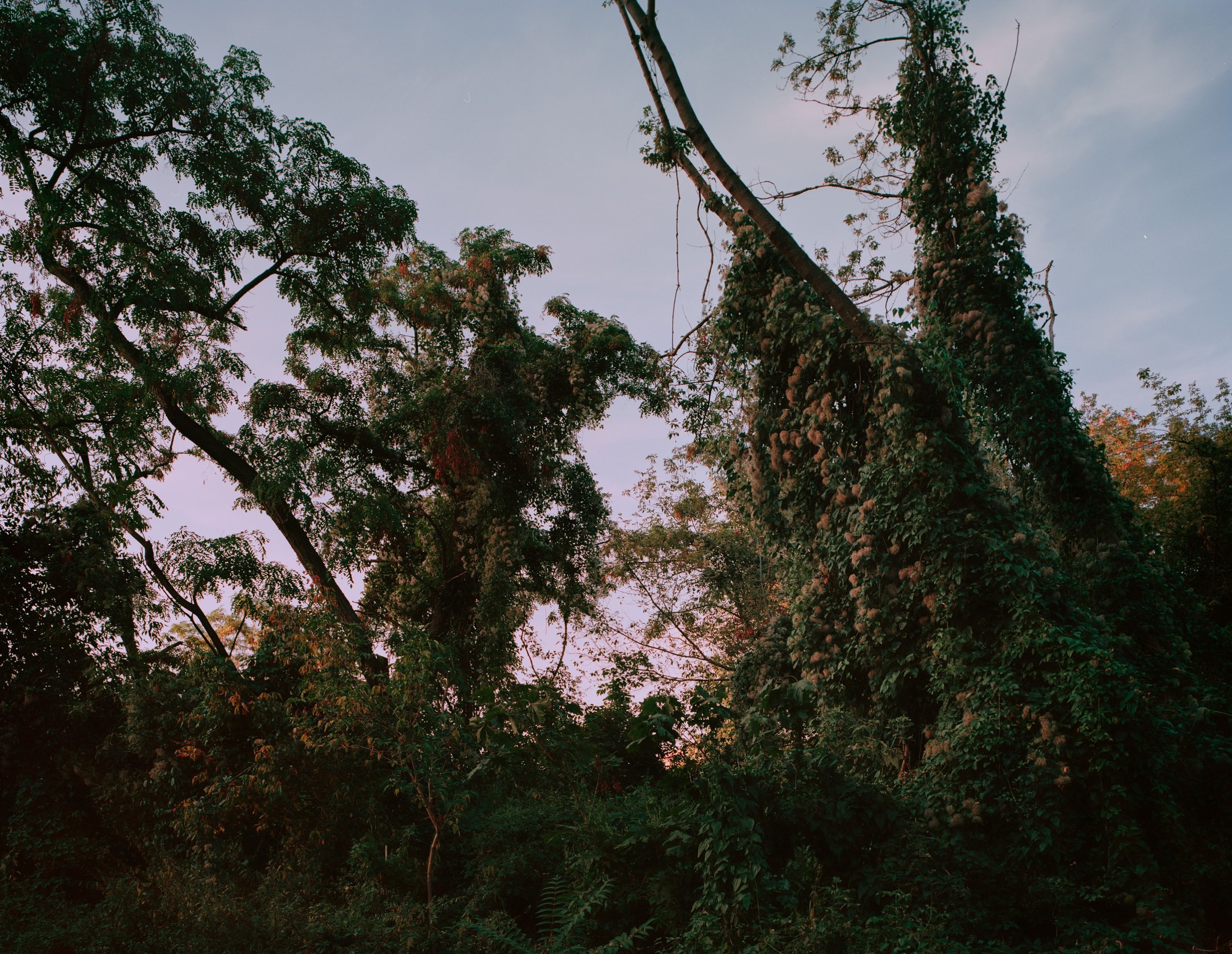 POSTROMANTICS, photograph